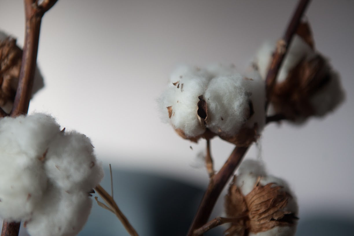 Cotton Flower