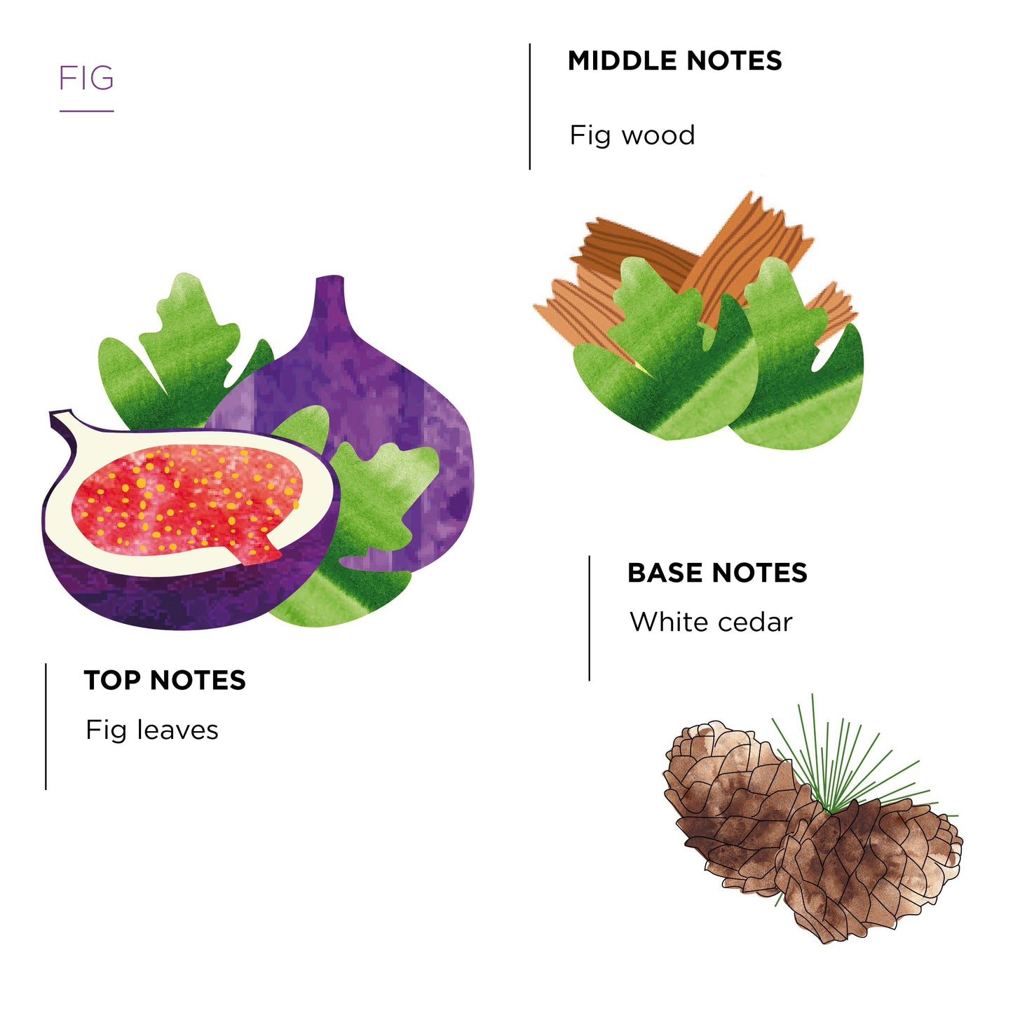 Côté Bougie Candle Fig Fragrance Notes