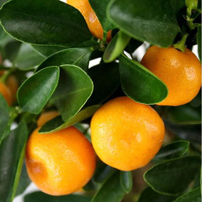 oranges