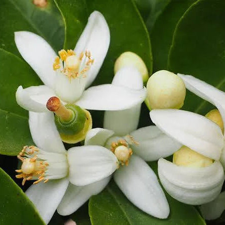 neroli flower