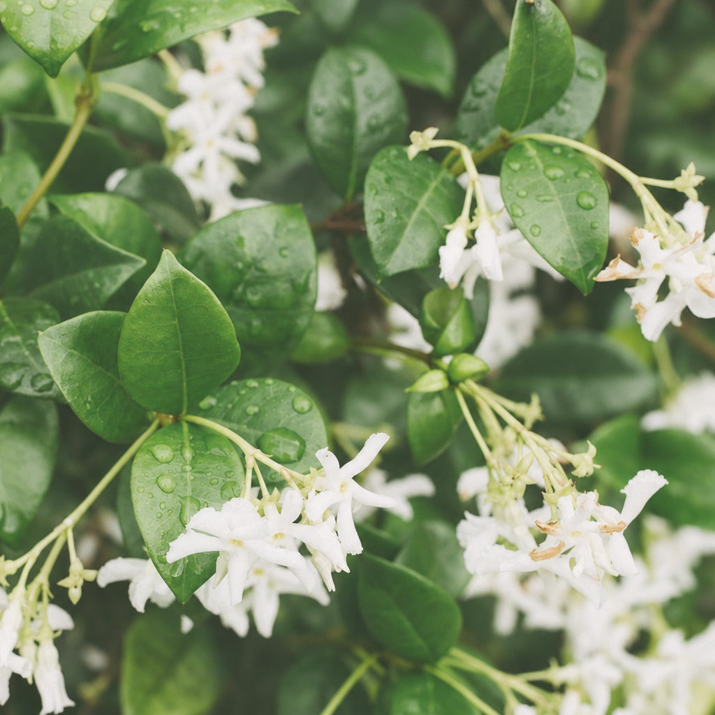 jasmine flowere