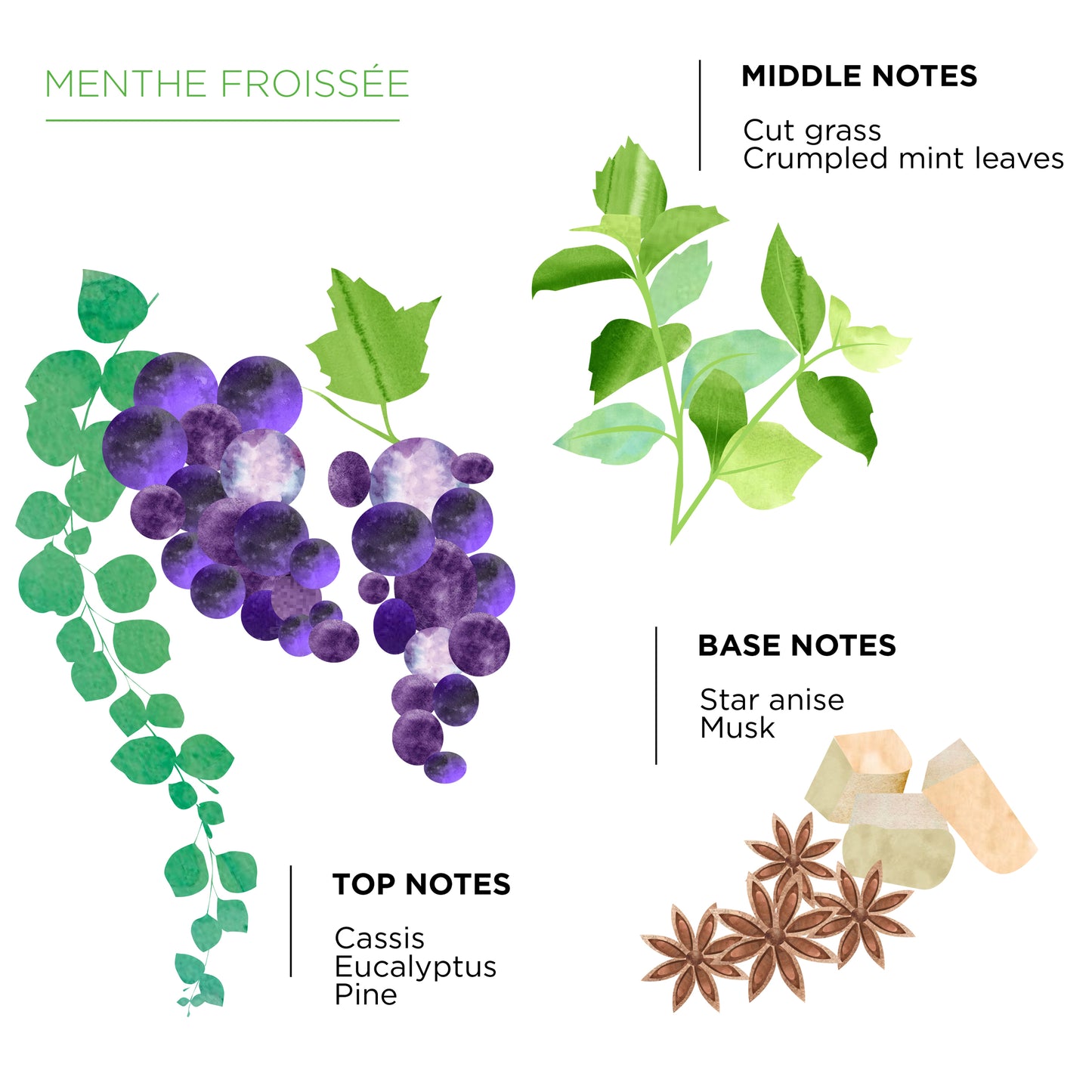 Côté Bougie Tamegroute Candle - Mint & Tea Fragrance Notes